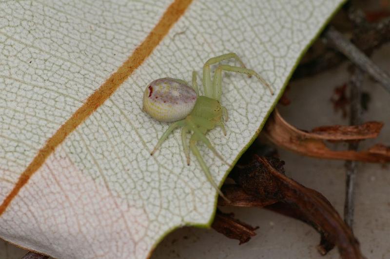 Diaea_evanida_D7892_Z_88_North Stradbroke island_Australie.jpg